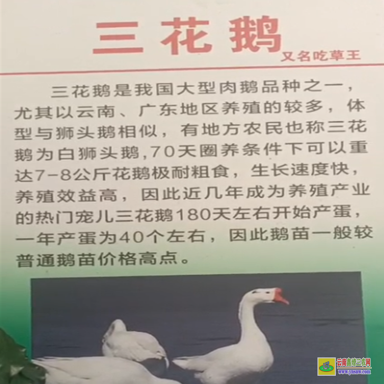 六盤水貴州鵝苗場在哪里 貴州鵝苗基地 三花鵝苗價格