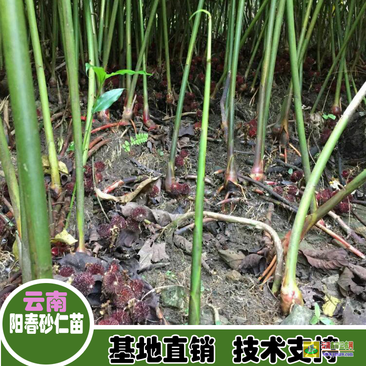 甘孜丹巴砂仁苗批發價格| 正宗陽春春砂仁苗|四川砂仁苗