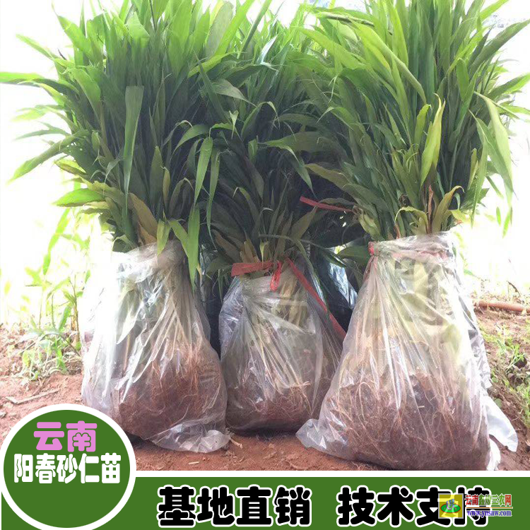 臨滄鎮康陽春砂仁苗多少一株| 砂仁圖片大全大圖|砂仁苗采購