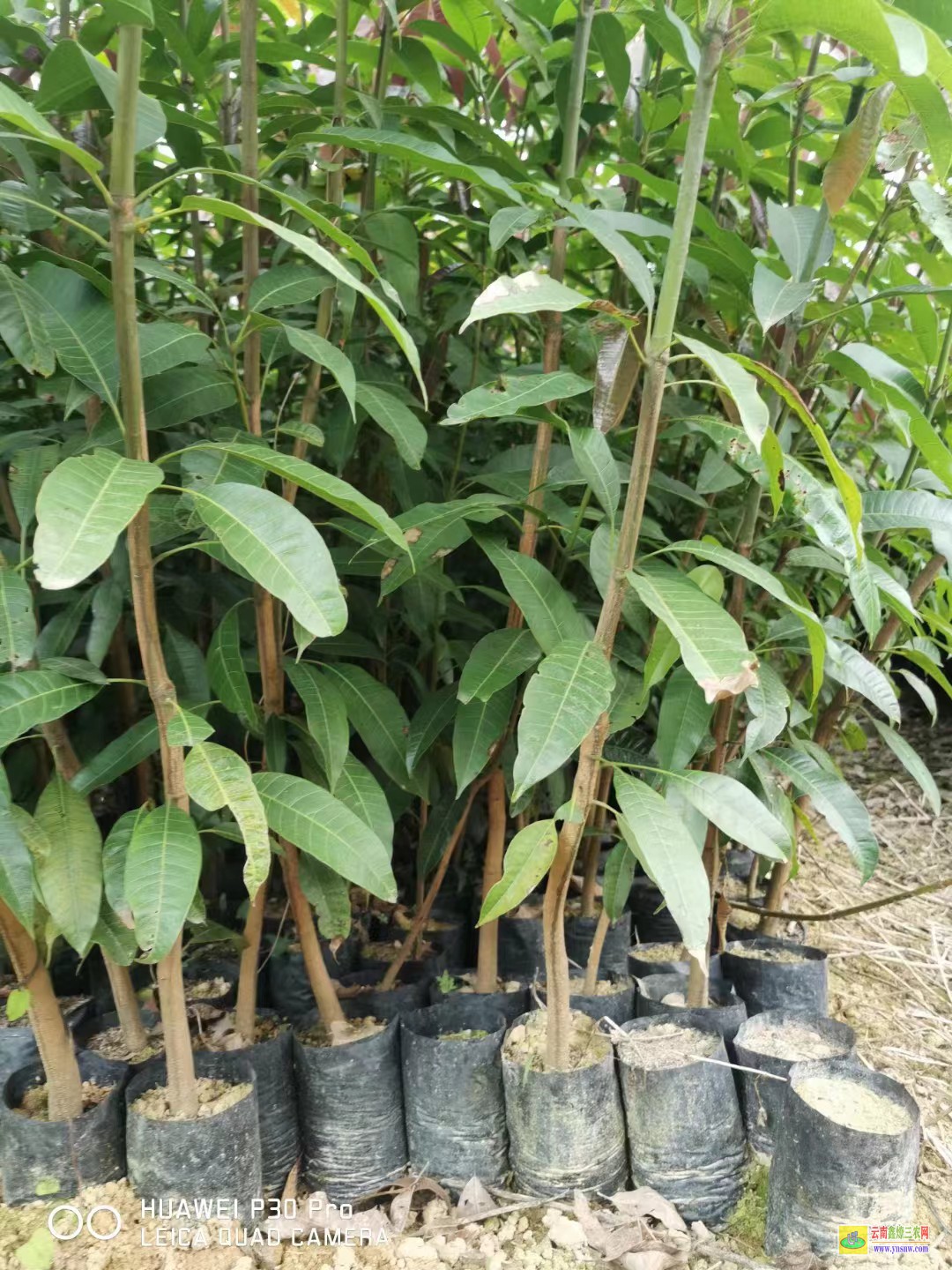 楚雄南華芒果苗如何栽種|芒果苗圖片|芒果苗直播賣貨
