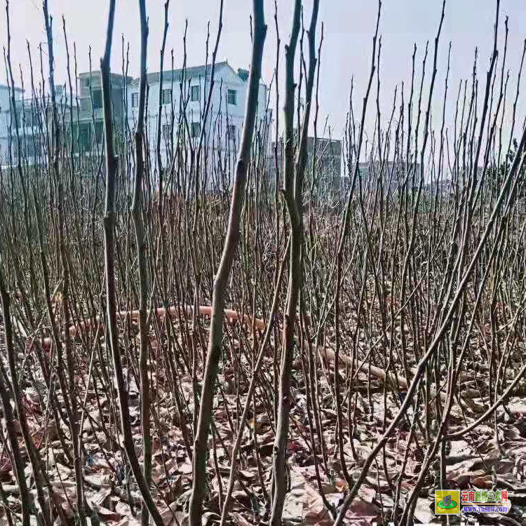 保山蘋果苗批發基地在哪里|桃苗新品種有哪些|山西蘋果苗批發
