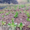 胡黃連與黃連的區別| 胡黃蓮苗價格| 胡黃蓮苗廠家價格