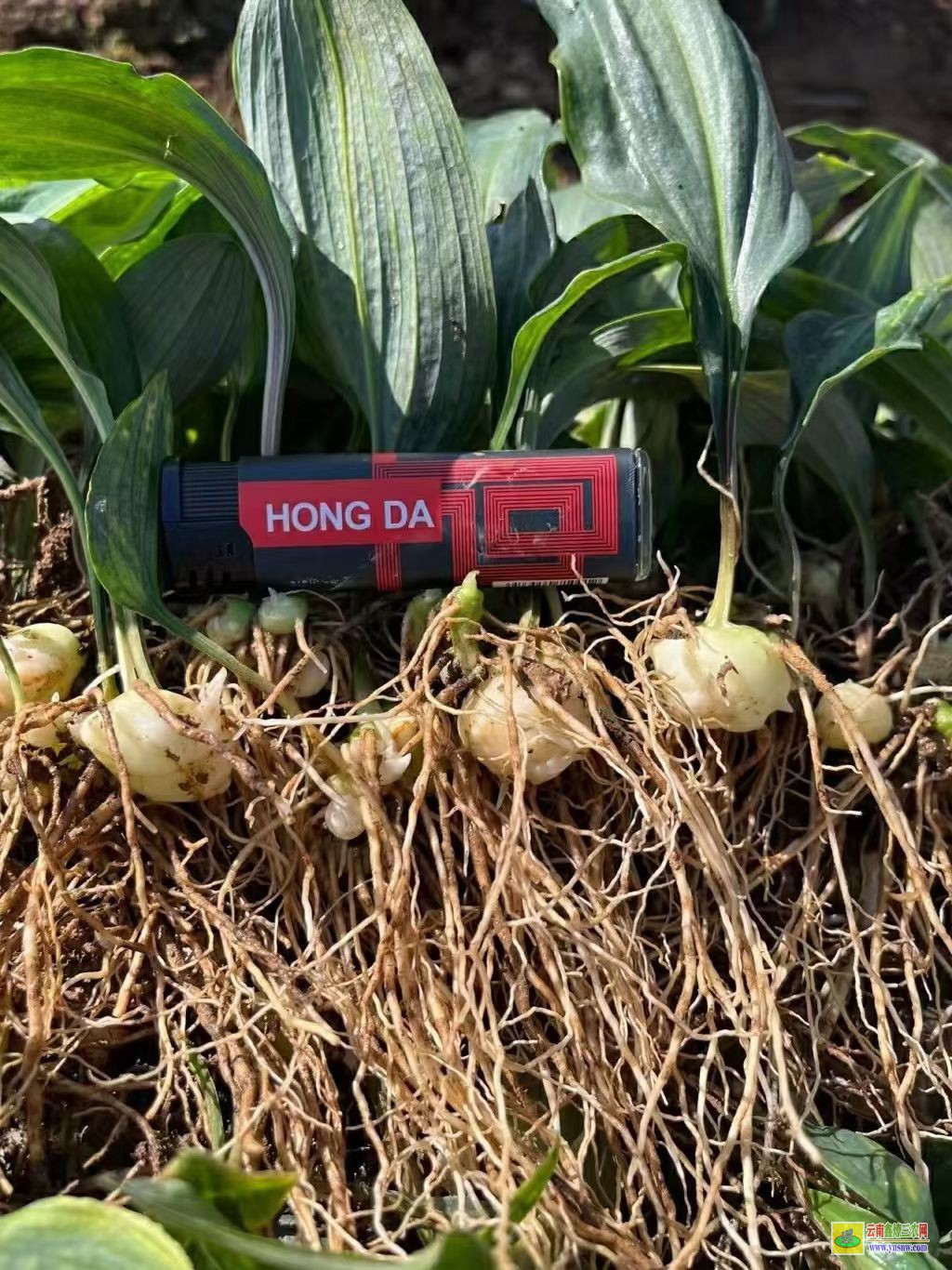 揭陽榕城黃精種苗多少錢一株| 黃精苗批發 黃精苗收購