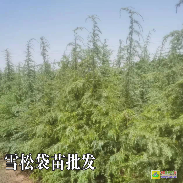 云南5米雪松報價|雪松常用規格|紅雪松規格