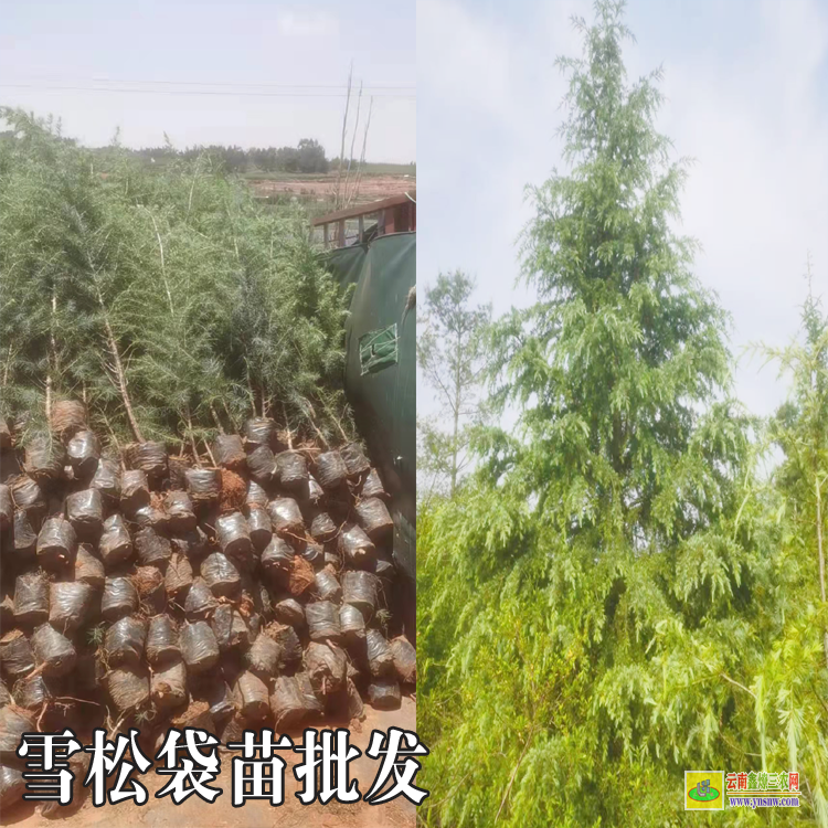 云南5米雪松報價|雪松常用規格|紅雪松規格