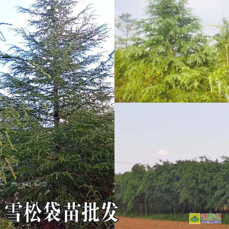 云南哪里買雪松苗|云南袋苗雪松批發(fā)|云南雪松袋苗