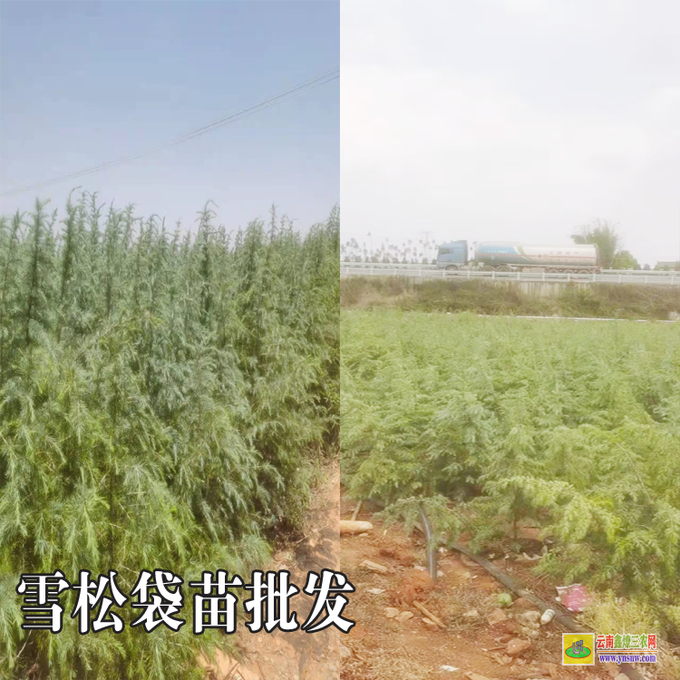 宜良雪松苗報價多少|雪松2米高的袋苗|雪松米徑三公分袋苗