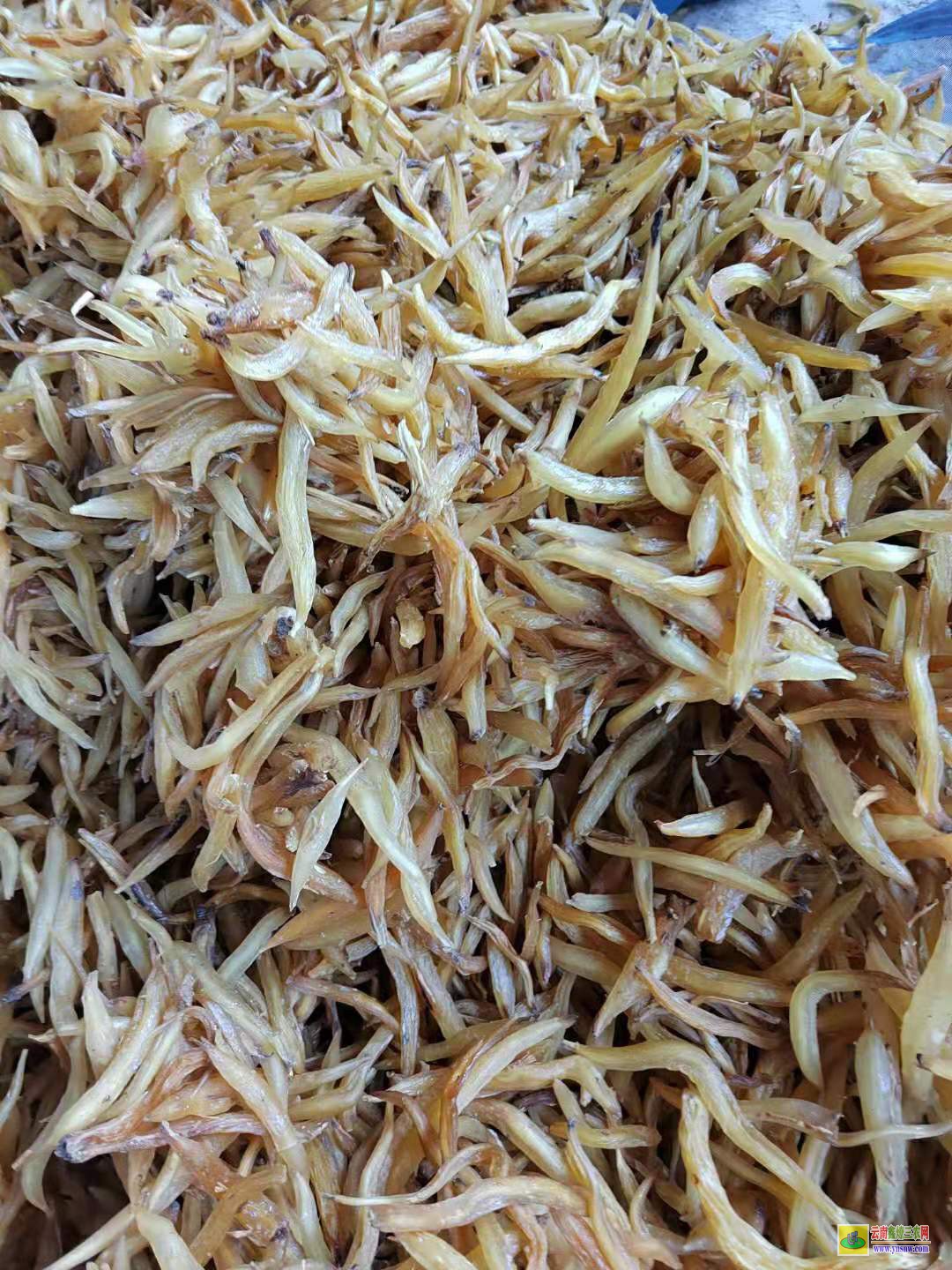 陽(yáng)江天冬種子育苗技術(shù)| 天門冬基地價(jià)格 天冬價(jià)格市場(chǎng)
