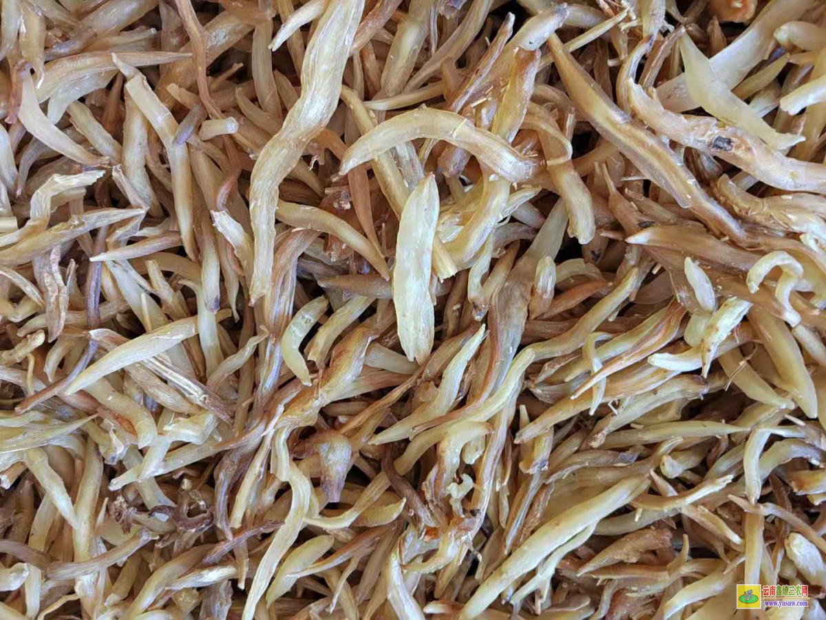 陽(yáng)江天冬種子育苗技術(shù)| 天門冬基地價(jià)格 天冬價(jià)格市場(chǎng)