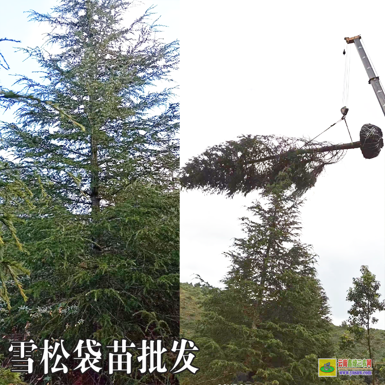 昆明雪松苗種植時(shí)間|雪松苗木標(biāo)準(zhǔn)|雪松苗木基地