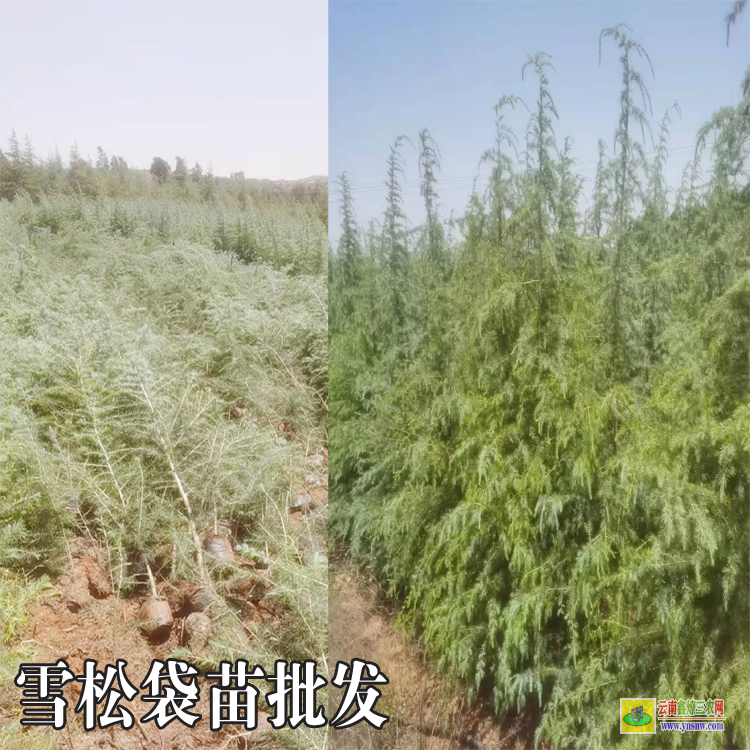 昆明雪松苗價格3公分|雪松苗木基地|雪松苗出售