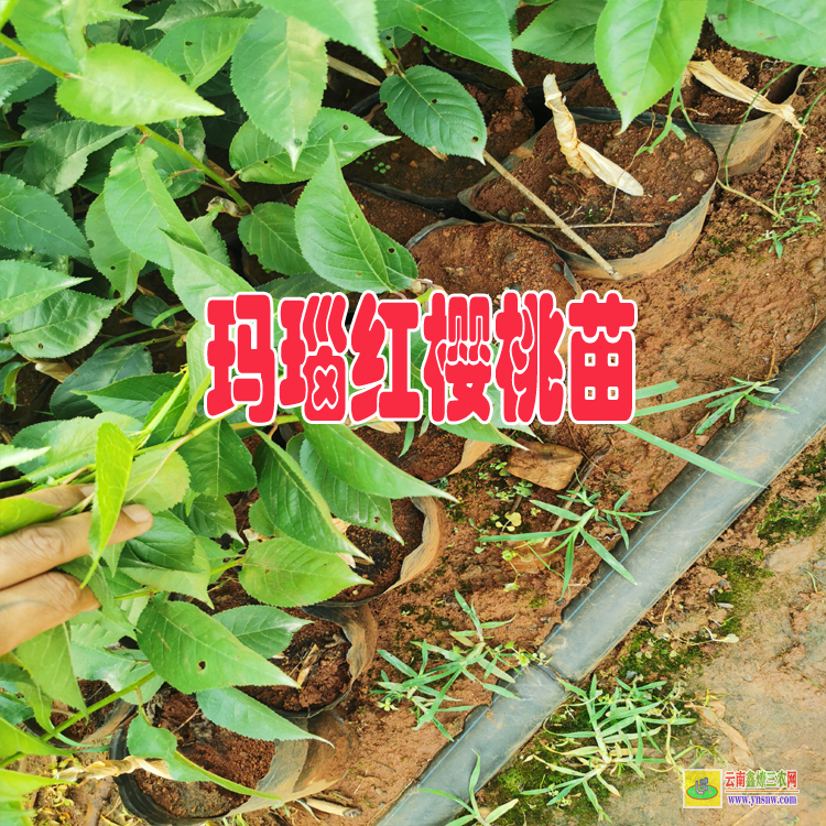 重慶瑪瑙紅櫻桃樹苗 |瑪瑙紅櫻桃種植技術| 瑪瑙紅櫻桃苗好吃嗎