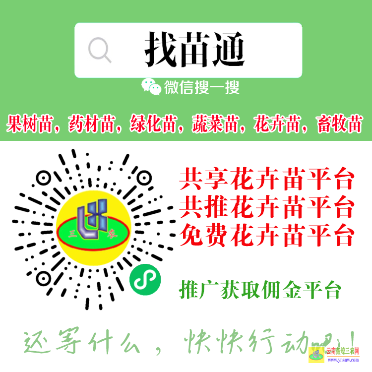 紅河云南果樹苗批發基地| 云南省基地樹苗批發 云南栽什么樹苗