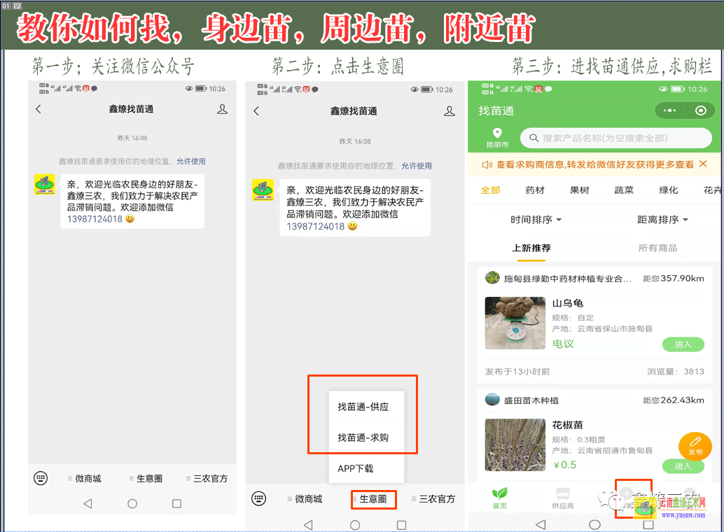 德宏云南果樹苗批發(fā)基地在哪里| 云南銅錢桉樹苗哪里有 云南什么樹苗