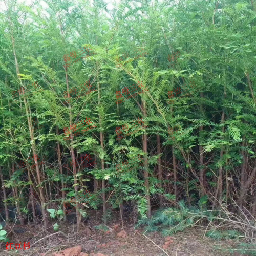 文山西疇紅豆杉藥用部位| 收購(gòu)紅豆杉苗 紅豆杉苗怎么培育