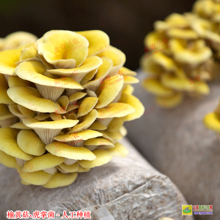 黔南干貨黑虎掌菌多少錢 黑虎掌菌栽培技術 虎掌菌人工種植