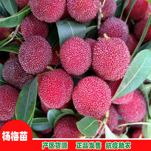 文山西疇楊梅苗多少錢(qián)一棵| 楊梅苗在哪買(mǎi) 楊梅苗木