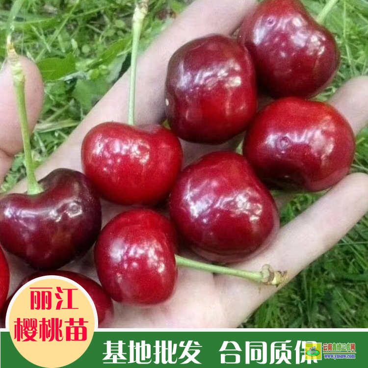 廣西櫻桃苗矮化好還是不矮化好 |櫻桃苗長什么樣子圖片| 櫻桃苗多久結果