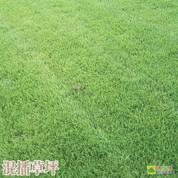 昭通昭陽百慕大草坪價格| 足球草坪價格 操場草坪價格