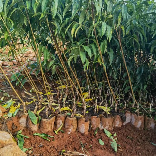 高熱量食物的紅梨價錢大概多少錢一斤？它的原產地在哪兒？種類有什么？種植前景怎樣？