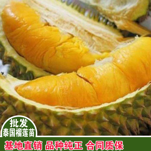 榴蓮價(jià)格多少錢一斤