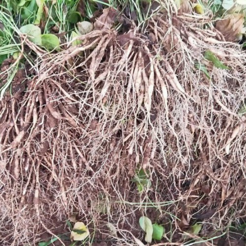 蓮霧樹適合在哪些地方種植_種植能賺錢嗎?好種嗎