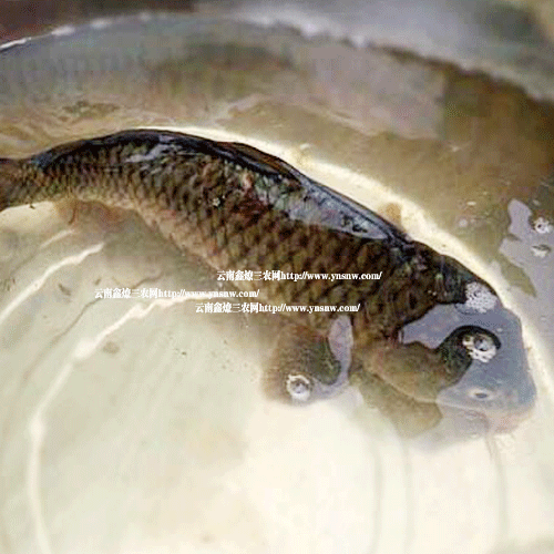 2020年草魚魚苗價(jià)格多少錢？養(yǎng)草魚賺錢嗎？