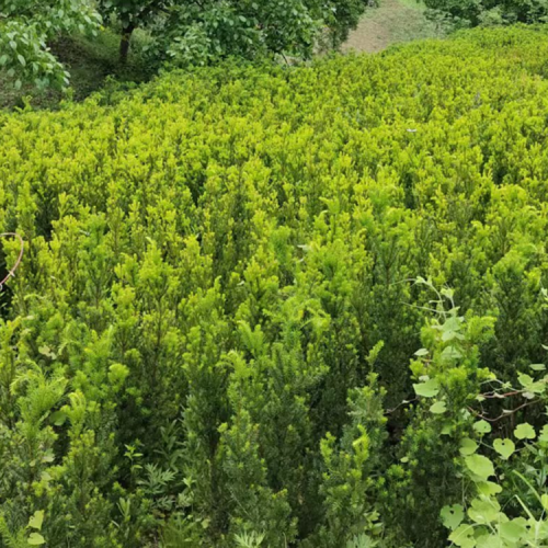 紅河縣寶華鄉供應背籮、雞籠、棕梭衣、高粱頭刷帚炊帚