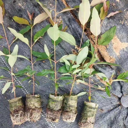 云南黑山羊種苗市場(chǎng)_黑山羊種苗圖片