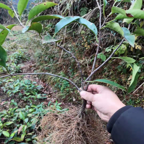 什么是黑老虎_怎么種植,能賺錢嗎