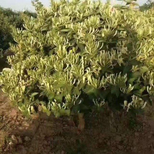 金銀花苗有紅花嗎	？金銀花苗挑那樣