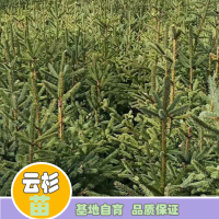 求購 一米高杯苗，云杉，側柏
