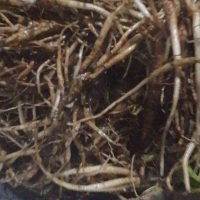 求購仙茅根，無泥沙雜質，只要地下根，鮮貨