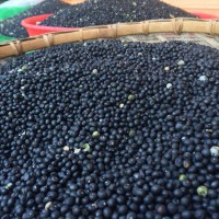求購(gòu)良種大天冬種子