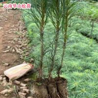 益智片區大量求購松油