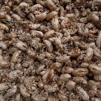 ?大量求購各地區蟬蛻，要求身干無雜