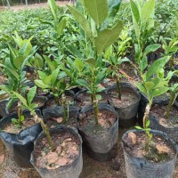 求購袋苗，頭徑2公分起，高度一米高起，尤力克檸檬3000棵，哈斯牛油果5000棵