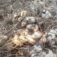 求購求購云南地區(qū)川渝地區(qū)黃精投料