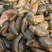 ?求購水蛭，要求活性600以上
