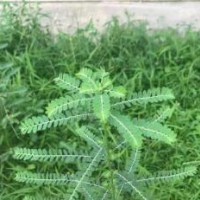 大量求購葉下珠，要求要綠桿的，不要紅桿的