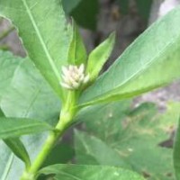 求購16袋水花生苗，數量50000顆