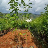 求購云南櫻花米徑15分(袋子或圍栽)切桿發帽33棵
