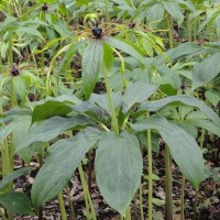 求購滇重樓高桿或矮稈貨1噸，要求個(gè)頭飽滿、心白