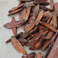 大量求購(gòu)喜樹果統(tǒng)貨