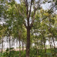 求購(gòu)以下種子:花棒、沙打旺、巨柏、絹毛薔薇、醉魚草
