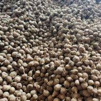 天南星，半夏能組織貨的聯系一下！八月十五過了大量求購！