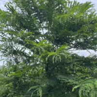 求購:粉花山扁豆，數(shù)量273棵，地徑12-15分熟貨