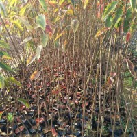 山烏桕袋苗 高度50厘米山烏桕無紡布袋苗 山烏桕杯苗