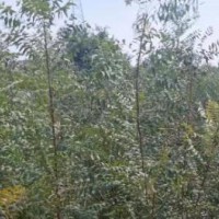 求購(gòu)1米高的榛子苗，10萬(wàn)棵，要求品質(zhì)優(yōu)良