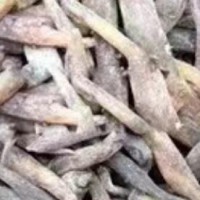大量求購雙參（子母參）干貨，鮮貨